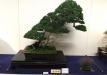 kokufu-bonsai-ten-91-066