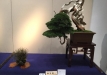 kokufu-bonsai-ten-91-067