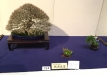 kokufu-bonsai-ten-91-068