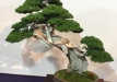 kokufu-bonsai-ten-91-069