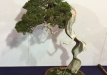 kokufu-bonsai-ten-91-070