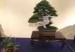 kokufu-bonsai-ten-91-071