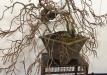 kokufu-bonsai-ten-91-072