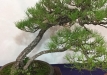kokufu-bonsai-ten-91-073