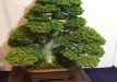 kokufu-bonsai-ten-91-074