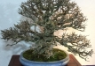 kokufu-bonsai-ten-91-075