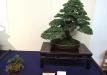 kokufu-bonsai-ten-91-079