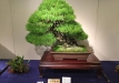kokufu-bonsai-ten-91-080