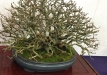 kokufu-bonsai-ten-91-081
