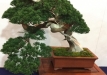kokufu-bonsai-ten-91-082