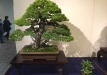 kokufu-bonsai-ten-91-083