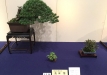 kokufu-bonsai-ten-91-084