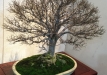 kokufu-bonsai-ten-91-085