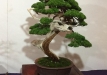 kokufu-bonsai-ten-91-086