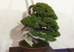 kokufu-bonsai-ten-91-087