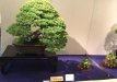 kokufu-bonsai-ten-91-088