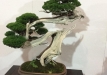 kokufu-bonsai-ten-91-089