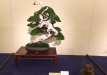 kokufu-bonsai-ten-91-090