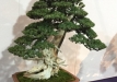 kokufu-bonsai-ten-91-091