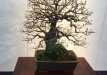 kokufu-bonsai-ten-91-092