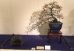 kokufu-bonsai-ten-91-093