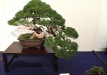 kokufu-bonsai-ten-91-094
