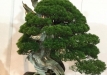 kokufu-bonsai-ten-91-095