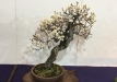 kokufu-bonsai-ten-91-096