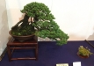 kokufu-bonsai-ten-91-097