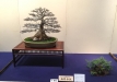 kokufu-bonsai-ten-91-098