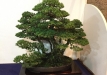 kokufu-bonsai-ten-91-100