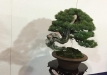 kokufu-bonsai-ten-91-101