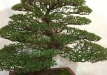 kokufu-bonsai-ten-91-102