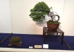 kokufu-bonsai-ten-91-103