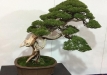 kokufu-bonsai-ten-91-104