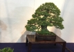 kokufu-bonsai-ten-91-105