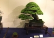 kokufu-bonsai-ten-91-106