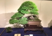 kokufu-bonsai-ten-91-107