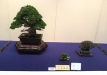 kokufu-bonsai-ten-91-108