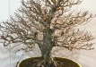 kokufu-bonsai-ten-91-111