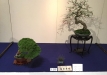 kokufu-bonsai-ten-91-112