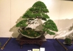 kokufu-bonsai-ten-91-113