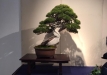 kokufu-bonsai-ten-91-115