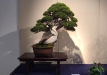 kokufu-bonsai-ten-91-117