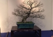 kokufu-bonsai-ten-91-118