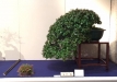 kokufu-bonsai-ten-91-119