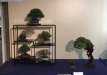 kokufu-bonsai-ten-91-121