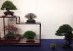 kokufu-bonsai-ten-91-122