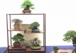 kokufu-bonsai-ten-91-123