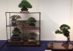 kokufu-bonsai-ten-91-124